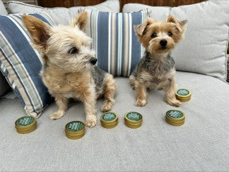 Paw Potion: Tallow Paw Balm