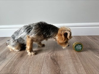 Paw Potion: Tallow Paw Balm