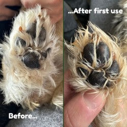 Paw Potion: Tallow Paw Balm